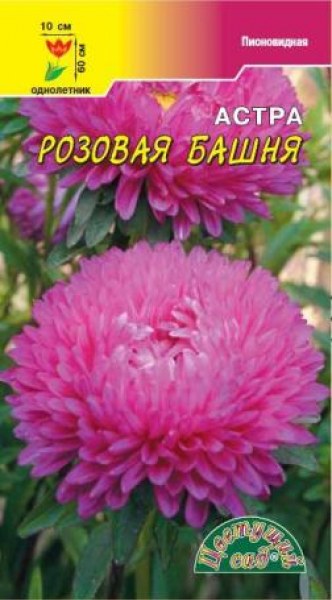 О ландшафтном дизайне сада с астрами – выбор соседей на клумбу