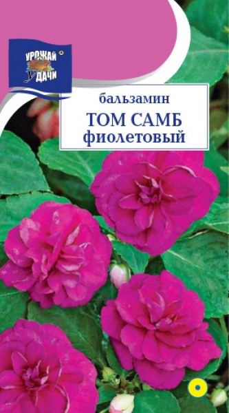 Бальзамин Том Самб фиолетовый УУ 0,2г - купить в Тамбове