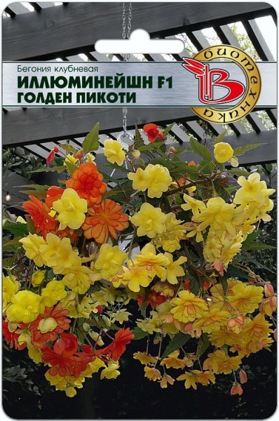 Бегония Иллюминейшн Голден Пикоти Биотех 8шт Бегония Иллюминейшн Голден Пикоти Биотех 8шт - купить в Тамбове