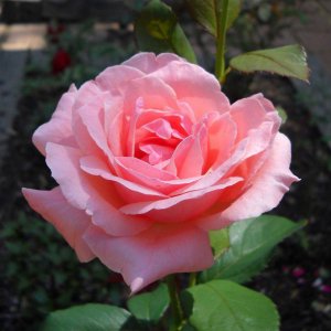Розы (кустарники) - купить в Тамбове