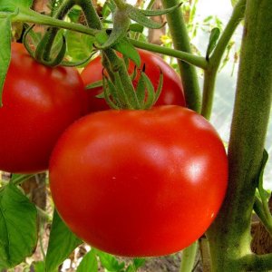 Семена томатов - купить в Тамбове