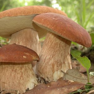 Мицелий грибов - купить в Тамбове