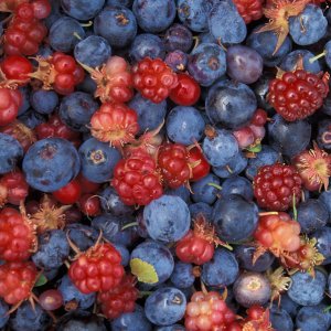 Прочие ягоды - купить в Тамбове
