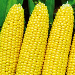 Семена кукурузы - купить в Тамбове
