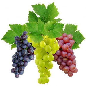 Виноград (кусты) - купить в Тамбове