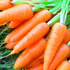 Семена моркови - купить в Тамбове